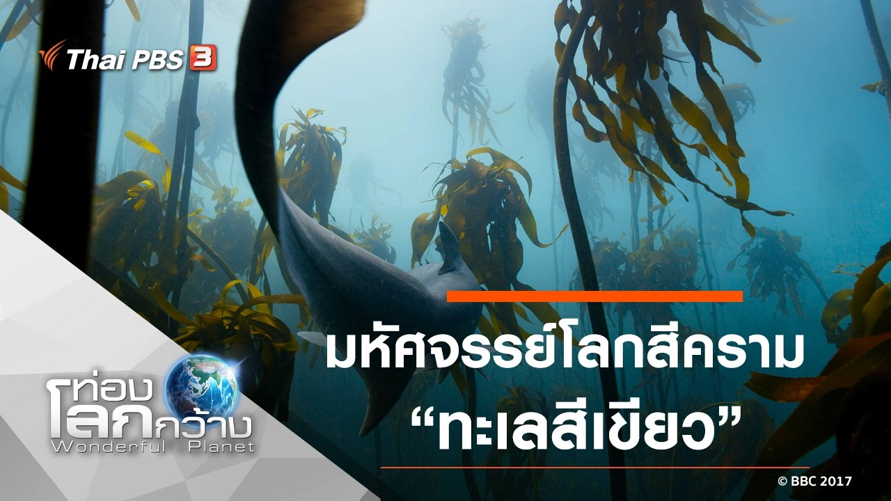 มหัศจรรย์โลกสีคราม ตอน ทะเลสีเขียว