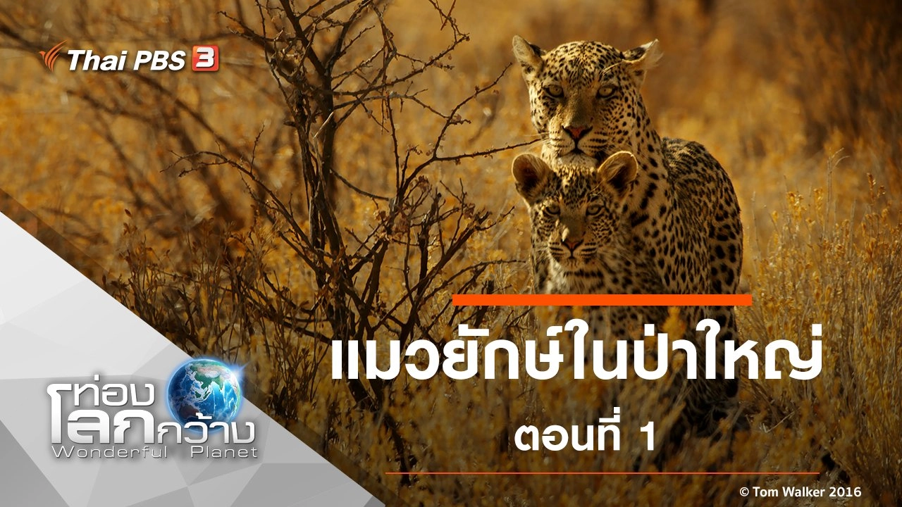แมวยักษ์ในป่าใหญ่ ตอนที่ 1
