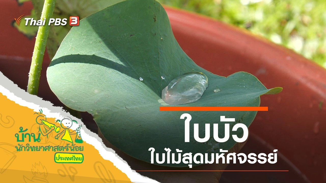 ใบบัวสุดมหัศจรรย์