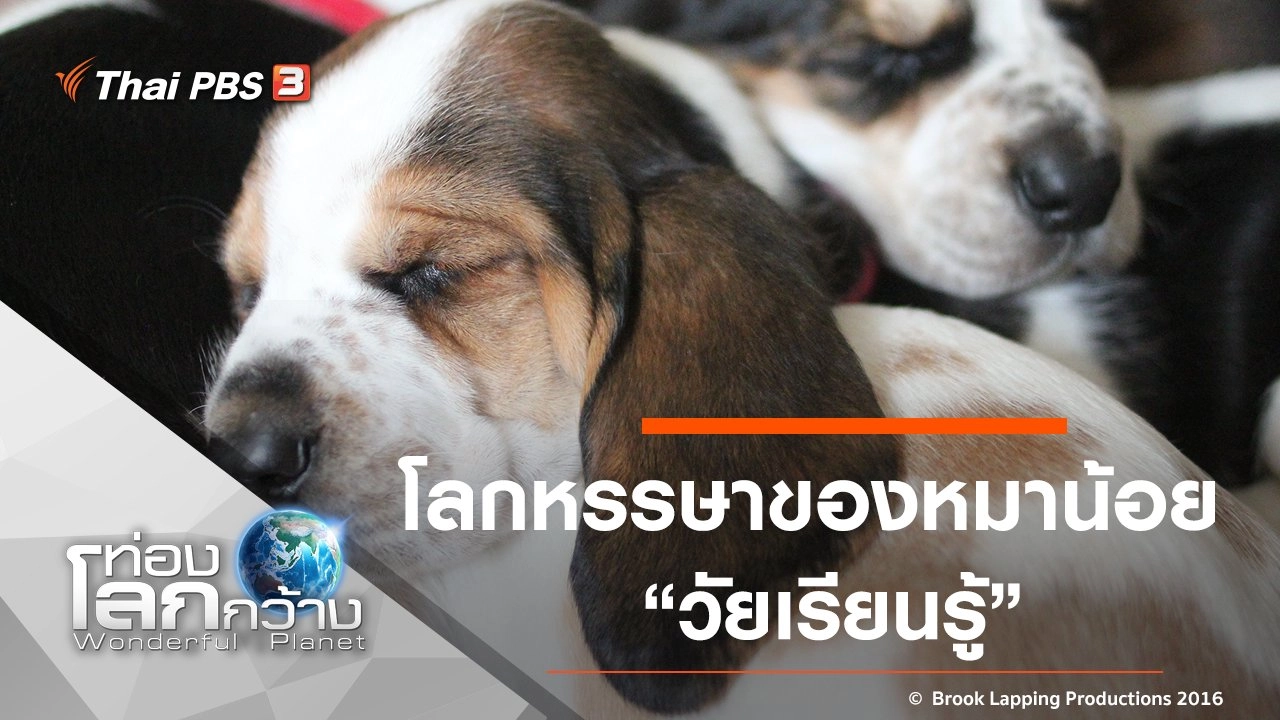 โลกหรรษาของหมาน้อย ภาค 2 ตอนที่ 8