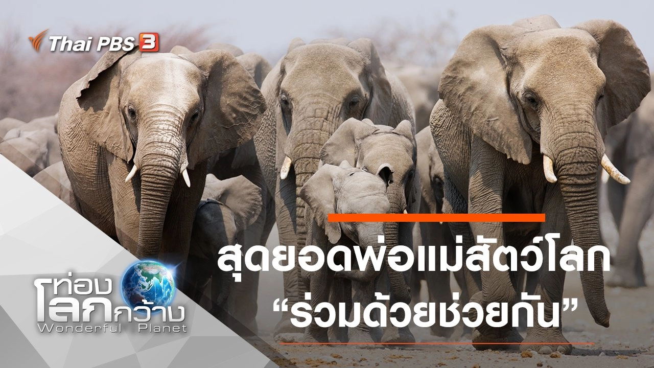 สุดยอดพ่อแม่สัตว์โลก ตอน ร่วมด้วยช่วยกัน