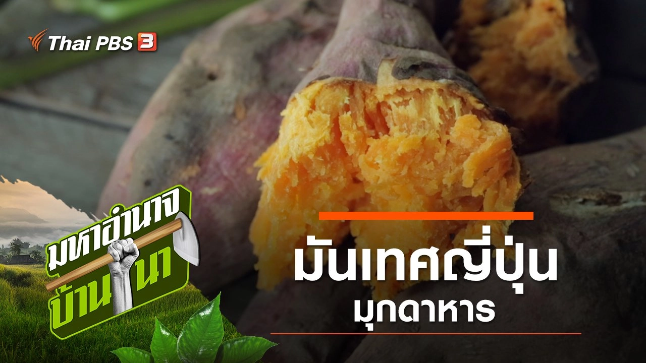 มันเทศญี่ปุ่นมุกดาหาร หวานถึงชาติหน้า