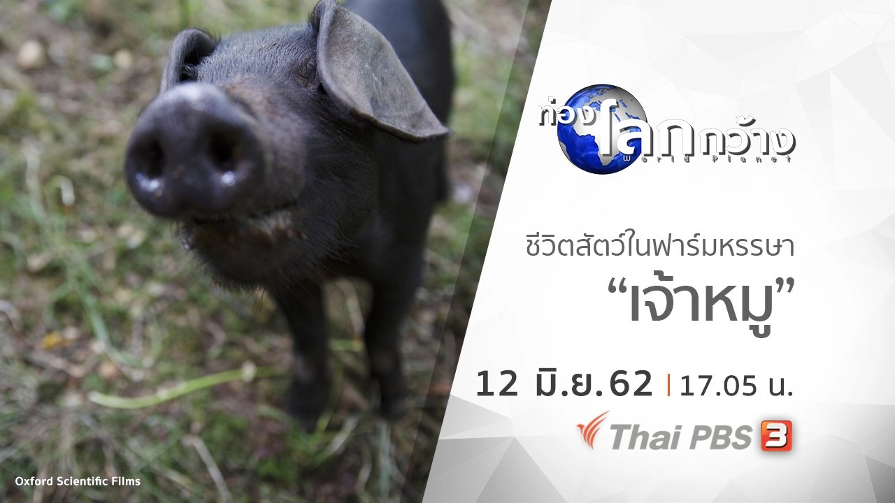 ชีวิตสัตว์ในฟาร์มหรรษา ตอน เจ้าหมู