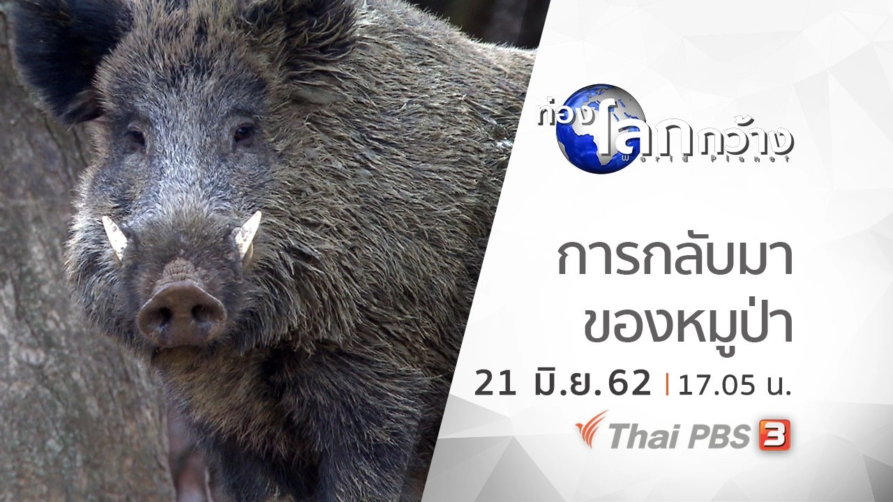 การกลับมาของหมูป่า