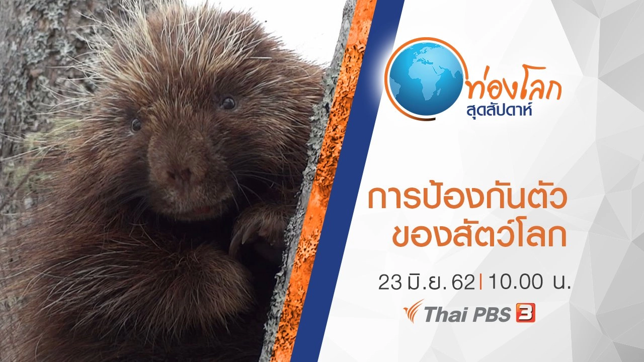 เปิดโลกสัตว์หรรษา ตอน การป้องกันตัวของสัตว์โลก