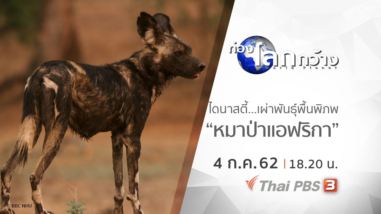 ไดนาสตี้ เผ่าพันธุ์พื้นพิภพ ตอน หมาป่าแอฟริกา