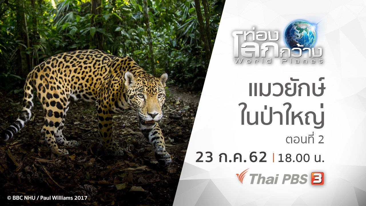 แมวยักษ์ในป่าใหญ่ ตอนที่ 2