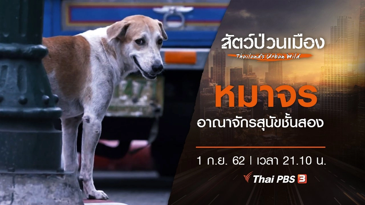 หมาจร อาณาจักรสุนัขชั้นสอง