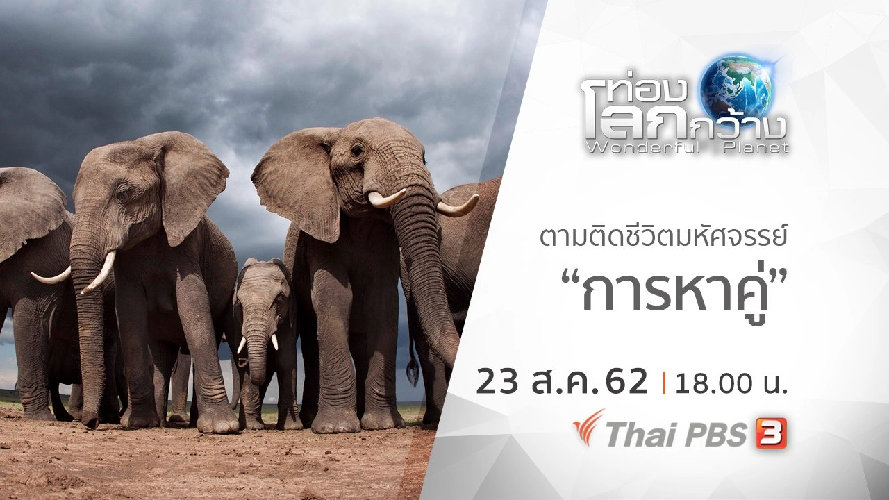 ตามติดชีวิตมหัศจรรย์ ตอน การหาคู่