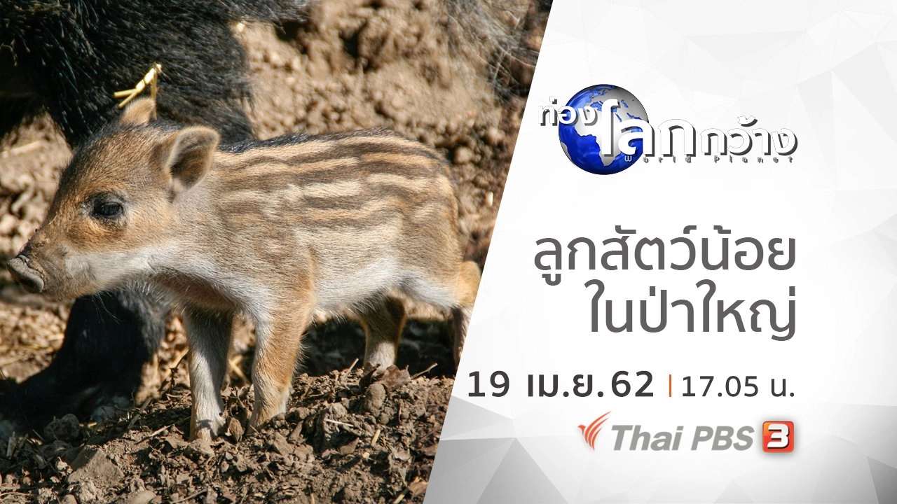 ลูกสัตว์น้อยในป่าใหญ่