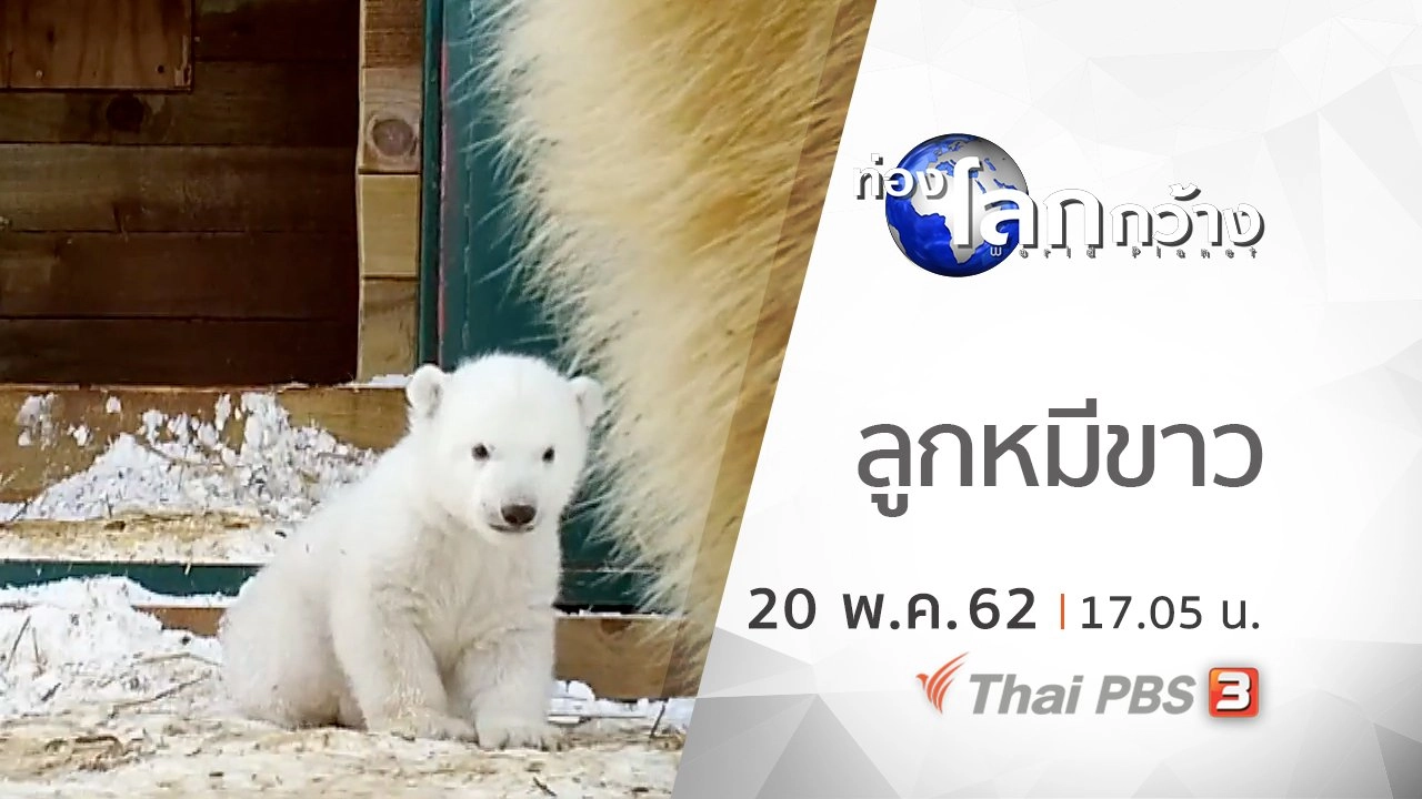 ลูกหมีขาว