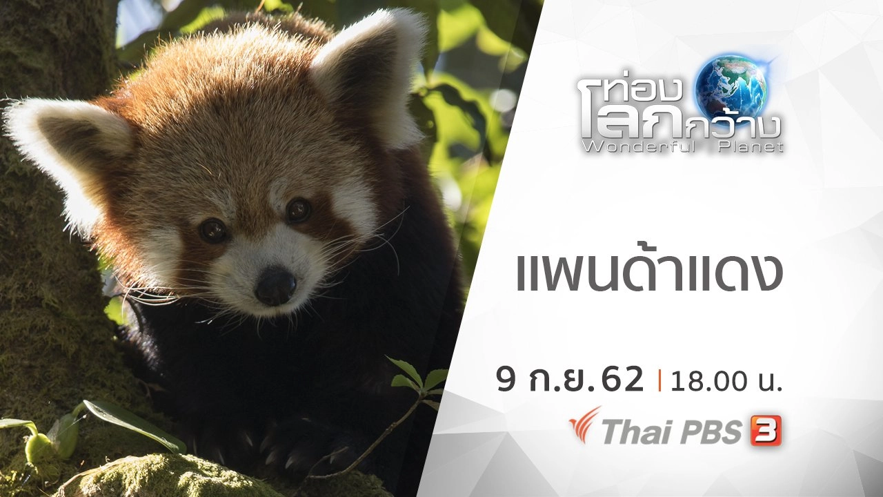 แพนด้าแดง