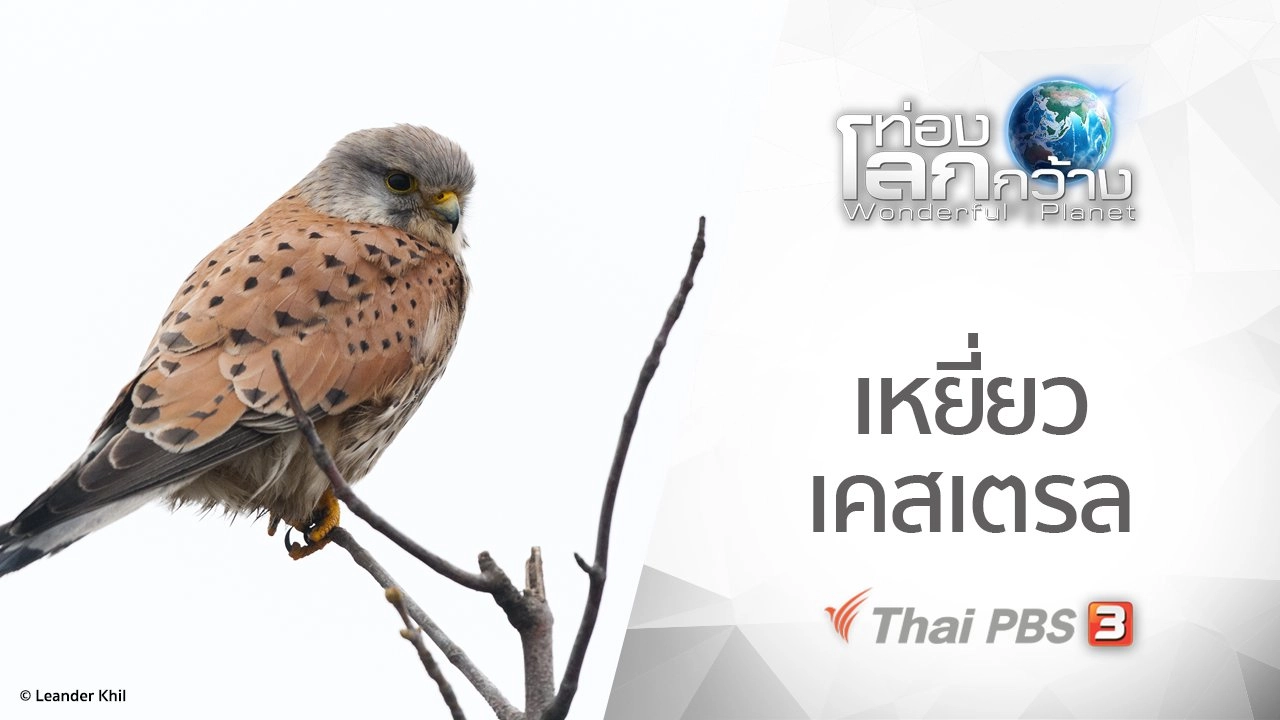 เหยี่ยวเคสเตรล