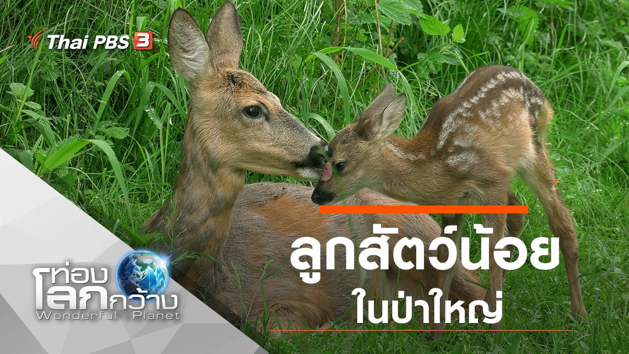 ลูกสัตว์น้อยในป่าใหญ่