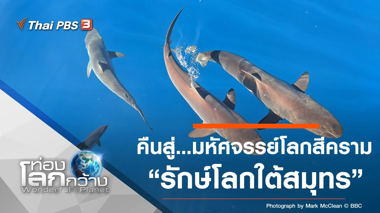 คืนสู่...มหัศจรรย์โลกสีคราม ตอน รักษ์โลกใต้สมุทร