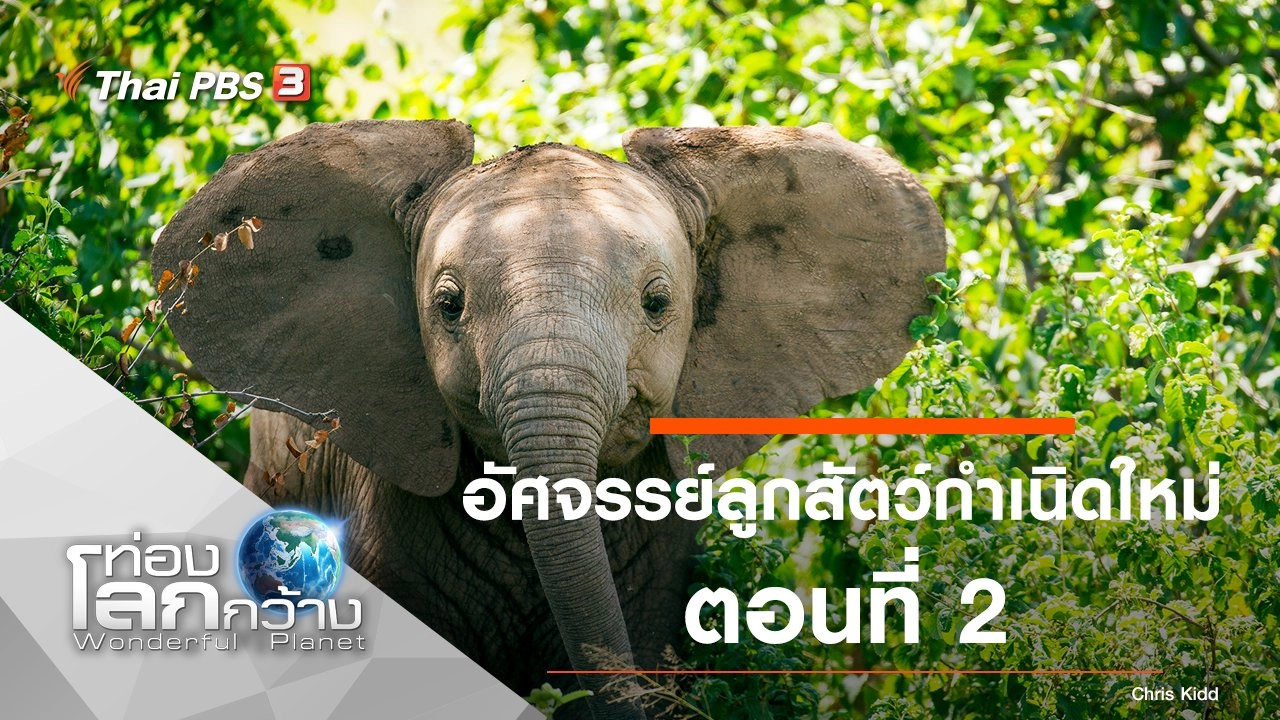 อัศจรรย์ลูกสัตว์กำเนิดใหม่ ตอนที่ 2