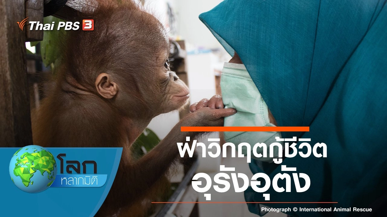 ฝ่าวิกฤตกู้ชีวิตอุรังอุตัง