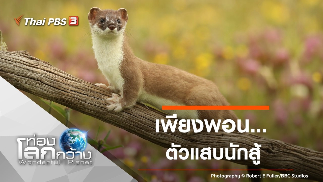 เพียงพอน...ตัวแสบนักสู้