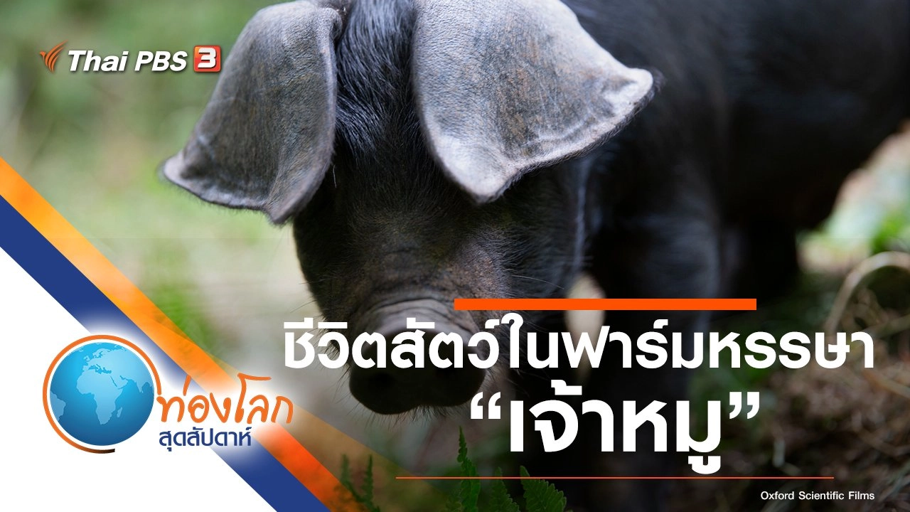 ชีวิตสัตว์ในฟาร์มหรรษา ตอน เจ้าหมู