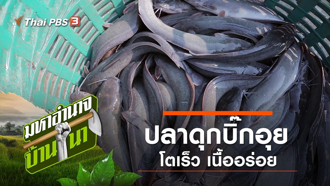 ปลาดุกบิ๊กอุย