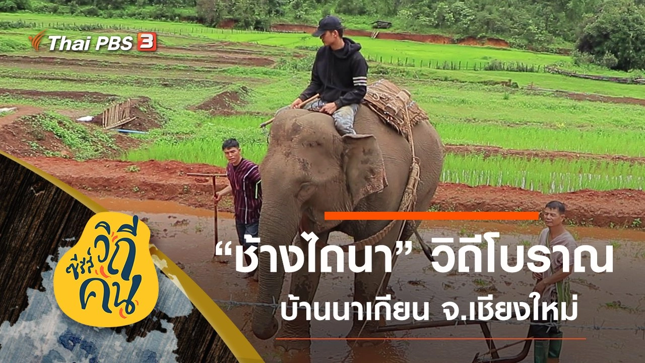 “ช้างไถนา” วิถีโบราณบ้านนาเกียน จ.เชียงใหม่