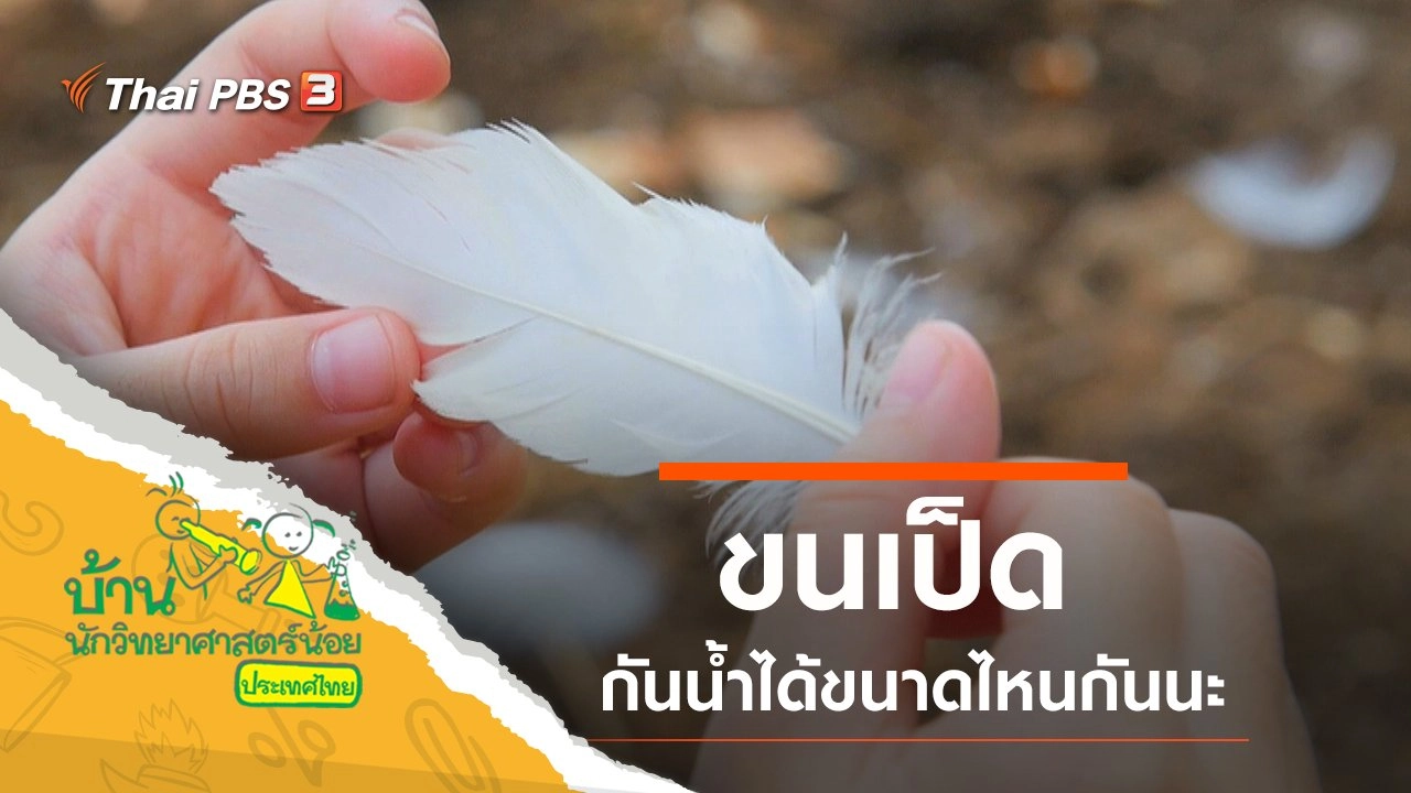 ขนเป็ด