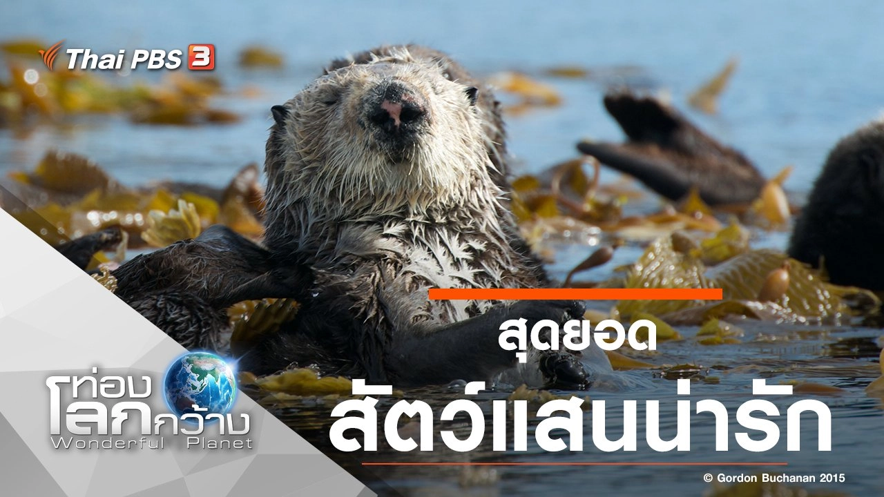 สุดยอดสัตว์แสนน่ารัก