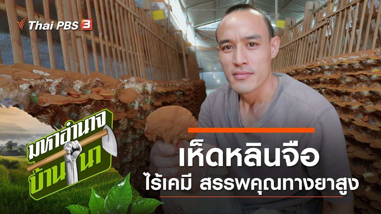 เห็ดหลินจือ