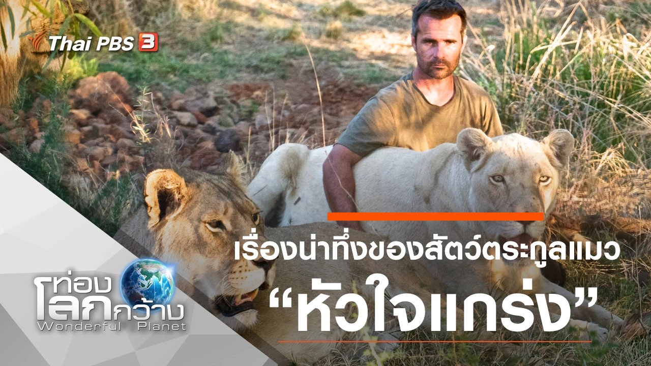 เรื่องน่าทึ่งของสัตว์ตระกูลแมว ตอน หัวใจแกร่ง