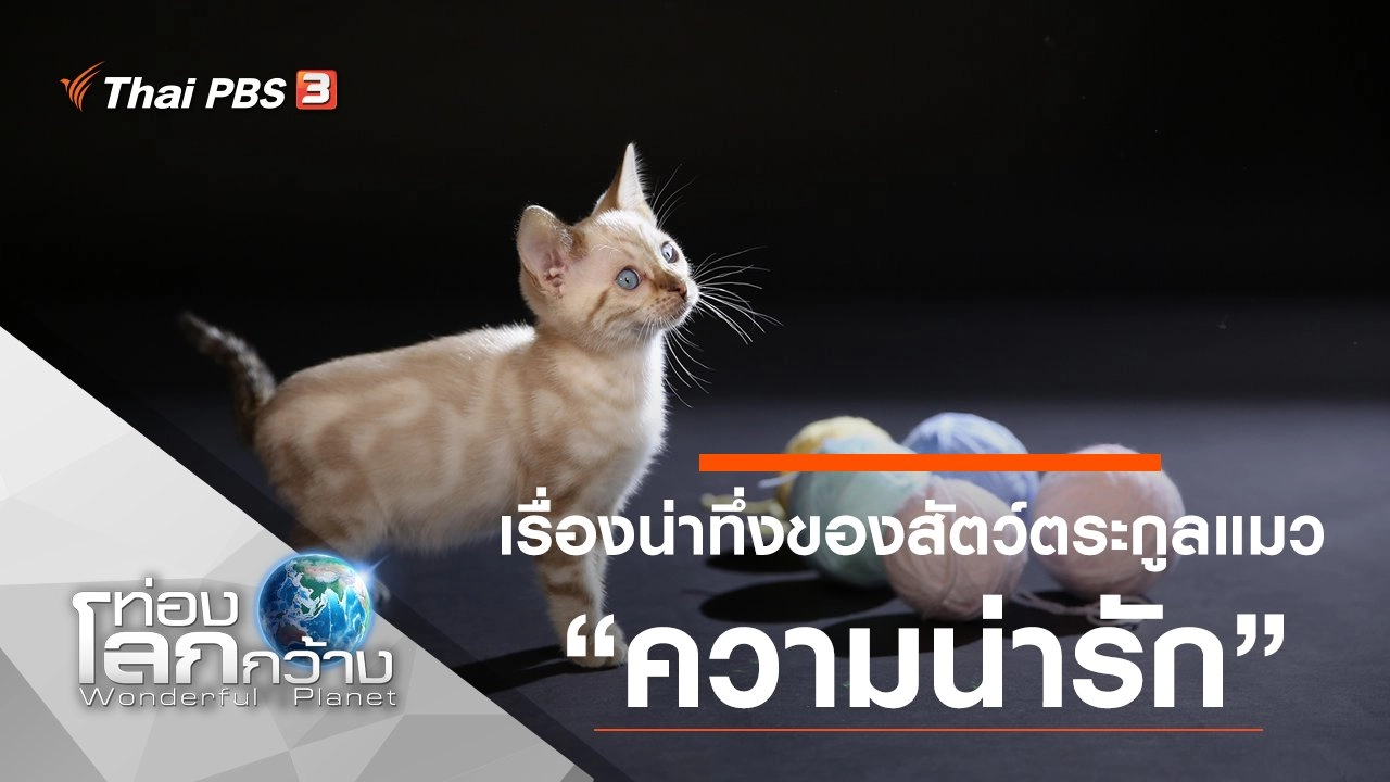 เรื่องน่าทึ่งของสัตว์ตระกูลแมว ตอน ความน่ารัก