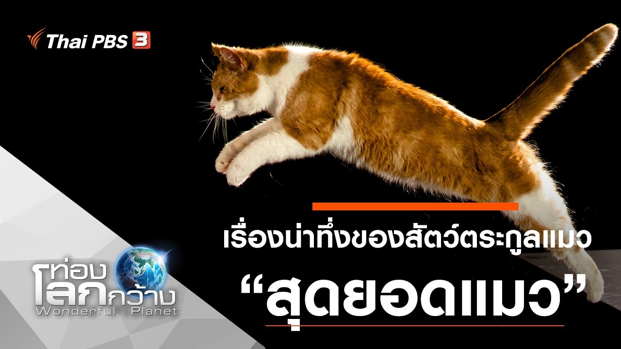 เรื่องน่าทึ่งของสัตว์ตระกูลแมว ตอน สุดยอดแมว