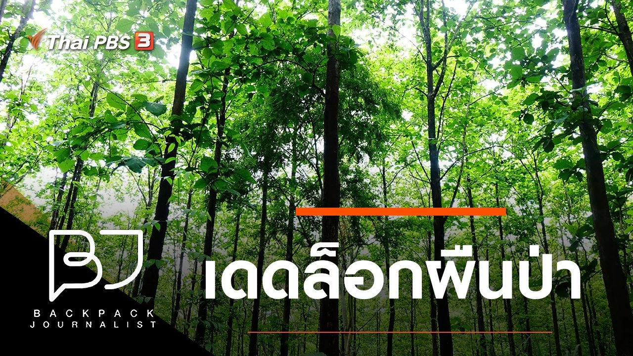 เดดล็อกผืนป่า