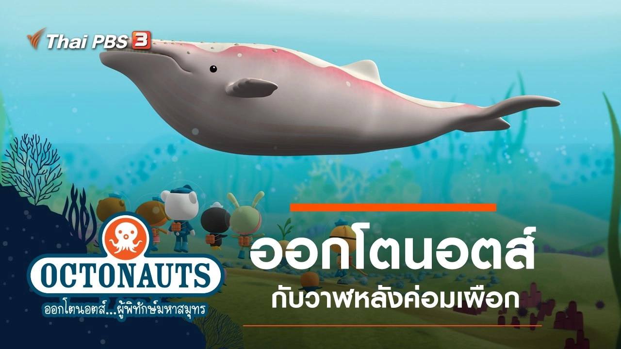 ออกโตนอตส์กับวาฬหลังค่อมเผือก