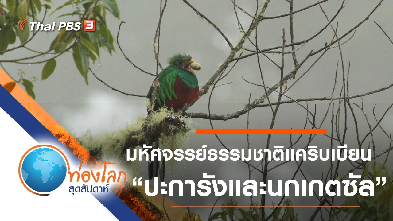 มหัศจรรย์ธรรมชาติแคริบเบียน ตอน ปะการังและนกเกตซัล