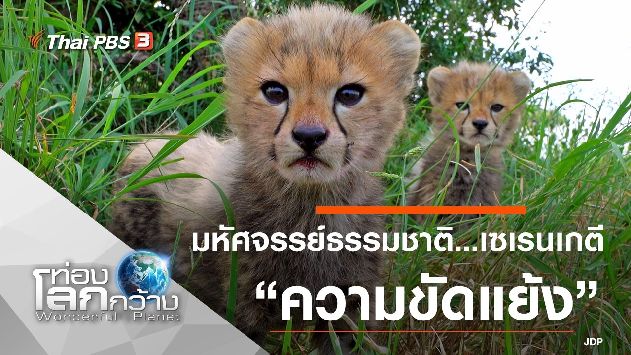 มหัศจรรย์ธรรมชาติ...เซเรนเกตี ตอน ความขัดแย้ง