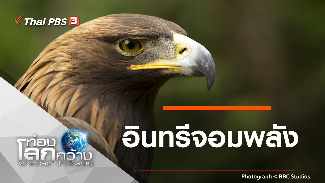 อินทรีจอมพลัง