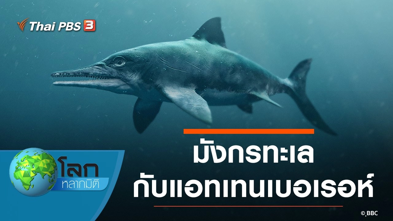 มังกรทะเลกับแอทเทนเบอเรอห์