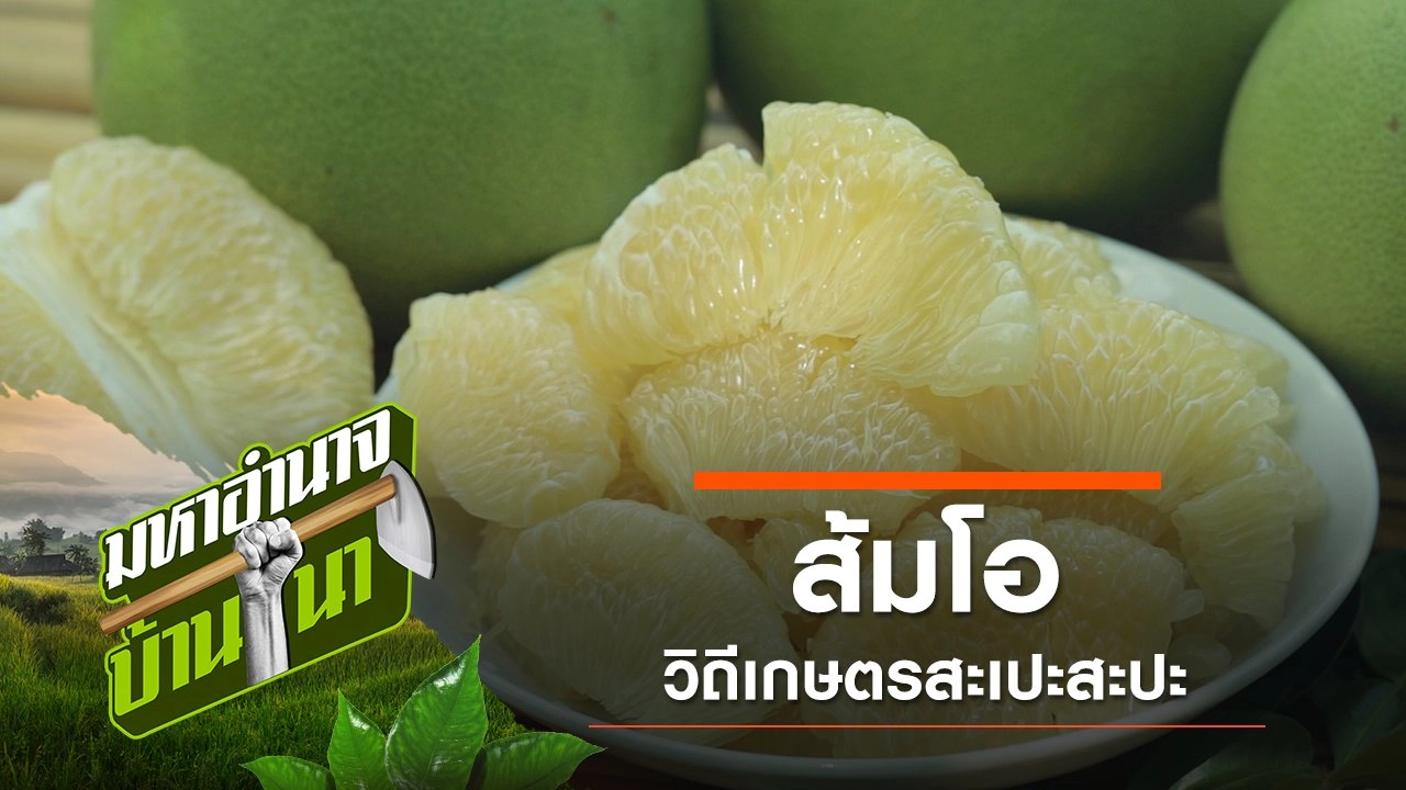 ส้มโอ วิถีเกษตรสะเปะสะปะ