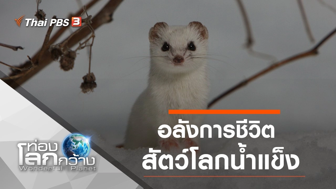 อลังการชีวิตสัตว์โลกน้ำแข็ง