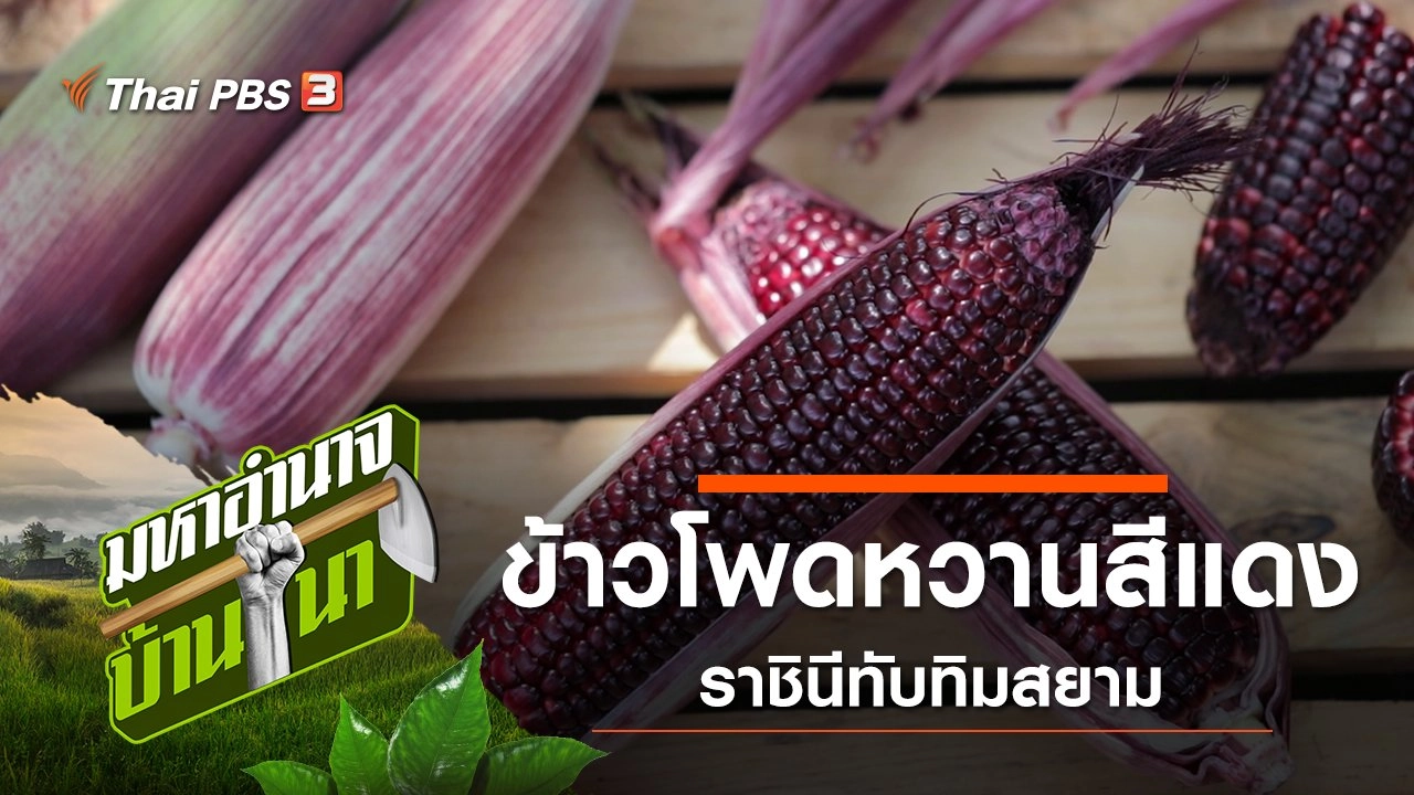 ข้าวโพดหวานสีแดง ราชินีทับทิมสยาม