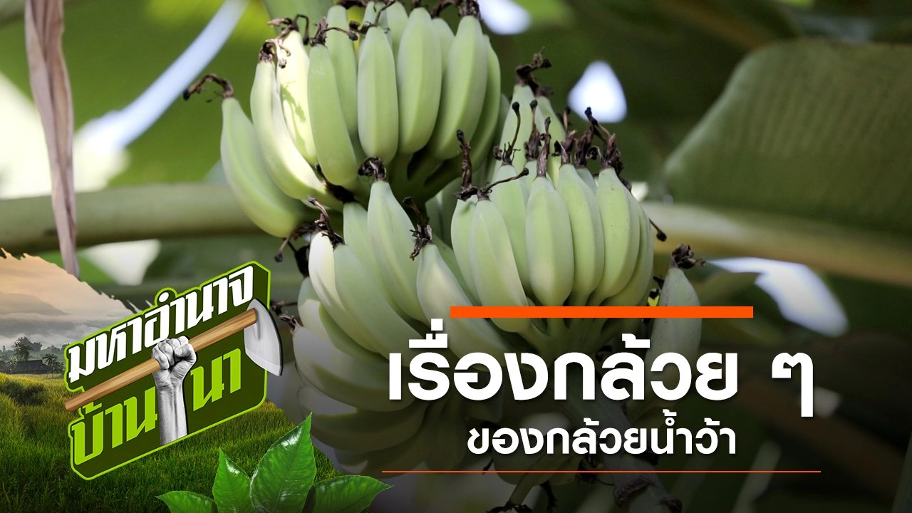 เรื่องกล้วย...กล้วยน้ำว้า