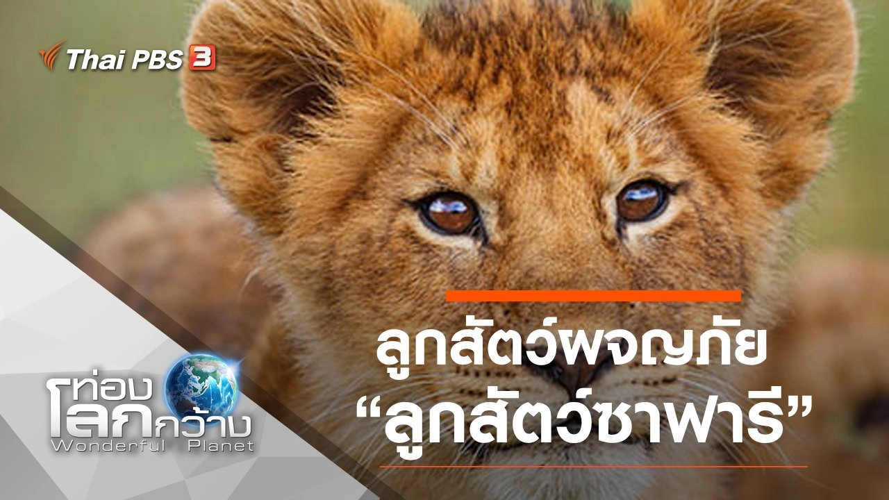 ลูกสัตว์ผจญภัย ตอน ลูกสัตว์ซาฟารี