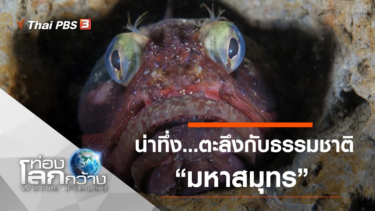 น่าทึ่ง...ตะลึงกับธรรมชาติ ตอน มหาสมุทร และการเดินทางที่ยิ่งใหญ่ที่สุดในโลก