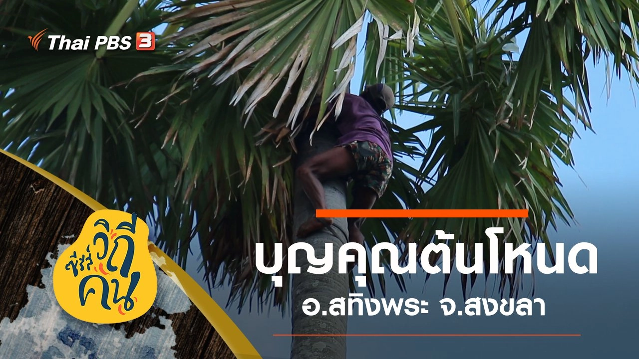 บุญคุณต้นโหนด อ.สทิงพระ จ.สงขลา