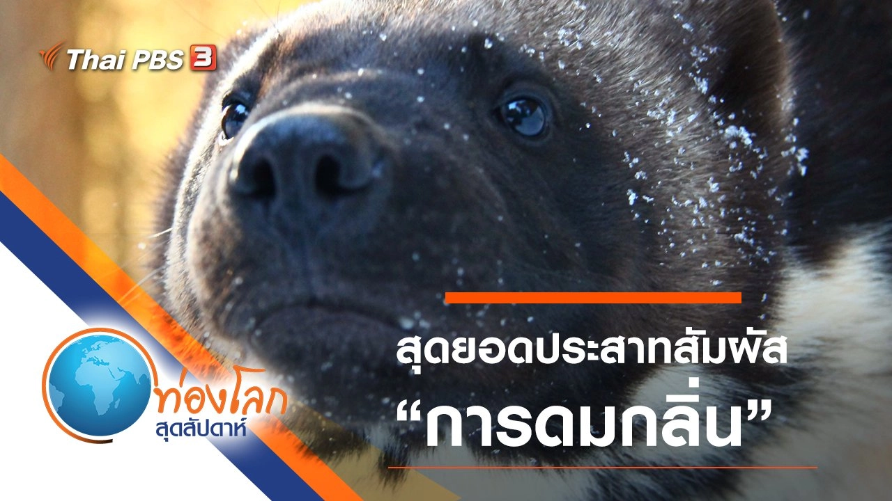 สุดยอดประสาทสัมผัส ตอน การดมกลิ่น