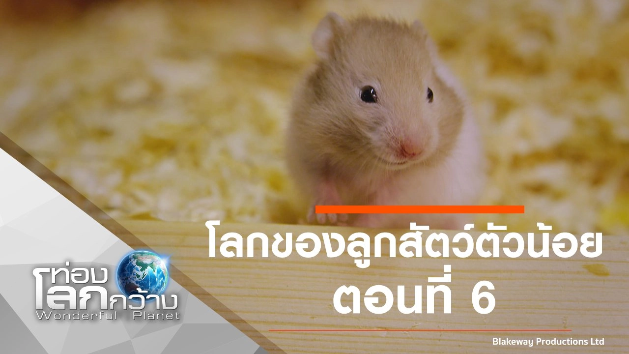โลกของลูกสัตว์ตัวน้อย ตอนที่ 6
