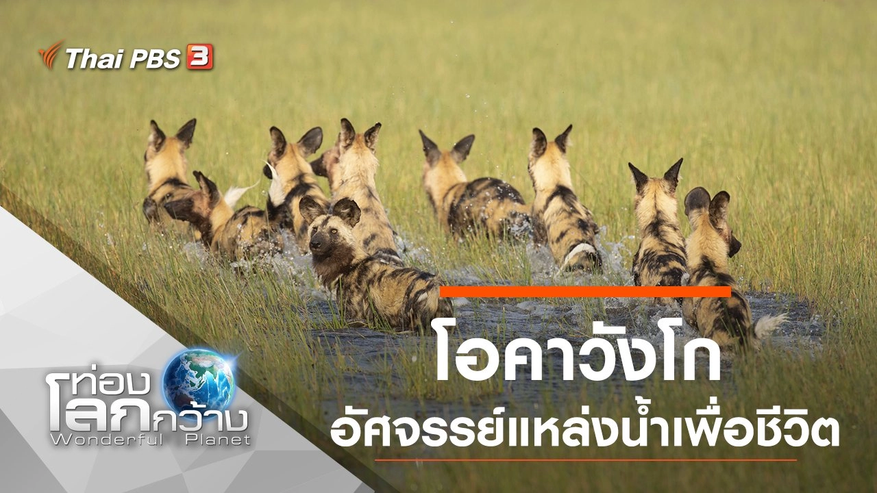 โอคาวังโก อัศจรรย์แหล่งน้ำเพื่อชีวิต