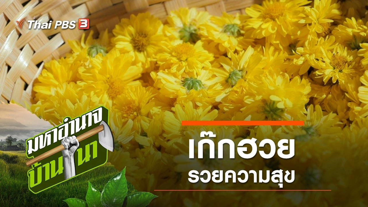 เก๊กฮวย รวยความสุข