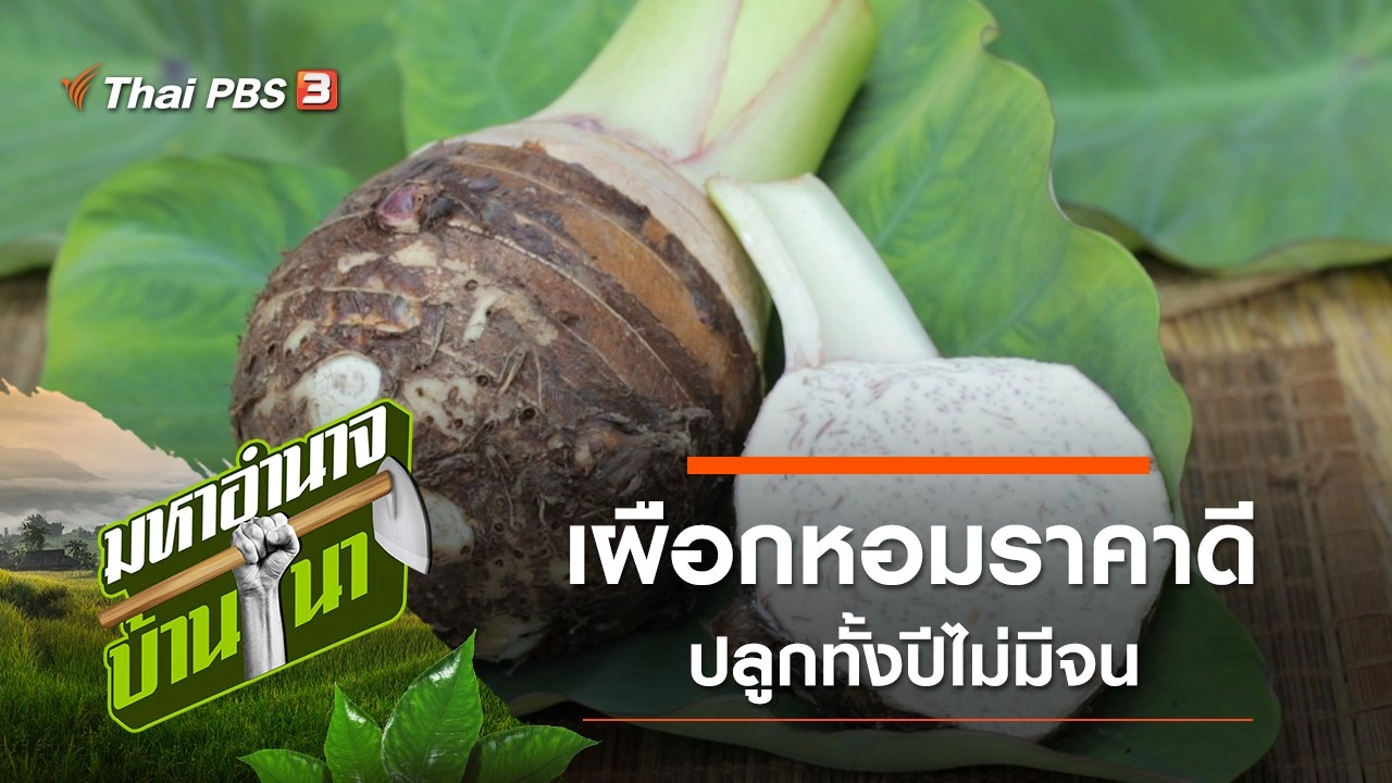 เผือกหอมราคาดี ปลูกทั้งปีไม่มีจน