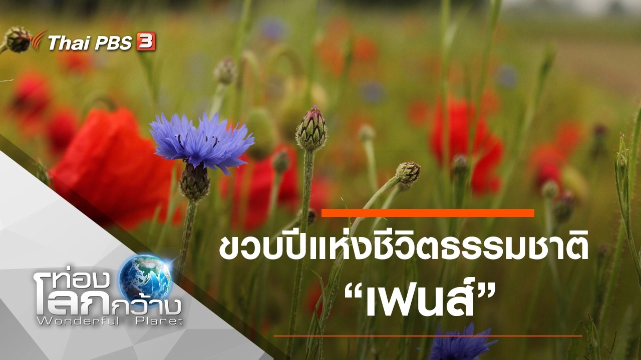 ขวบปีแห่งชีวิตธรรมชาติ ตอน เฟนส์